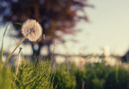 project title here 2